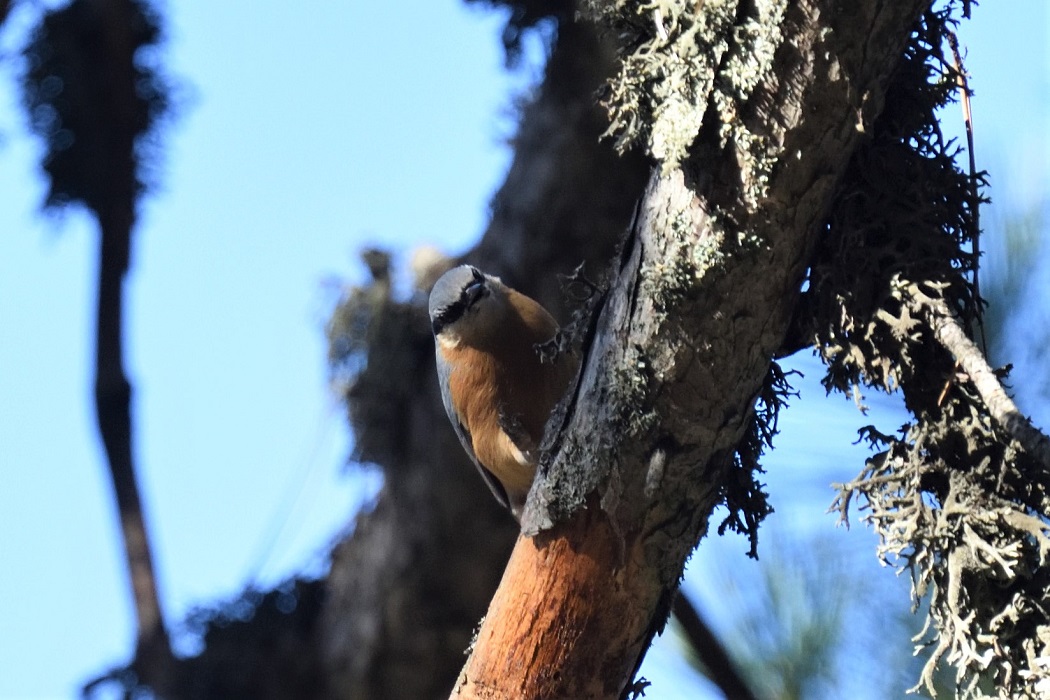 Eurasian Nuthatch